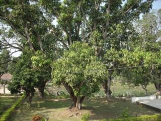 kopo(aam bagan)